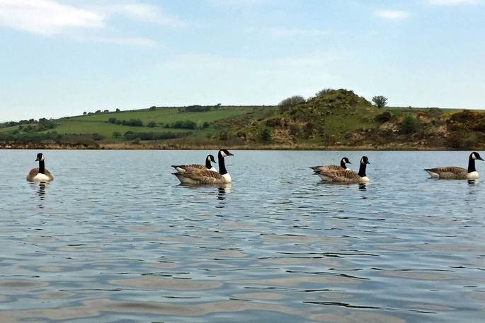 canadian geese the lake birdwatching bodmin moor cornwall