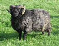 hebridean
