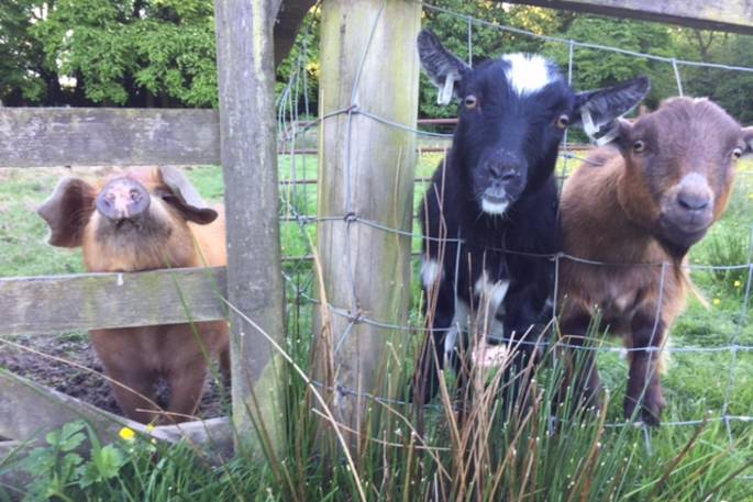 The friendly goats at Berridon Farm in Devon