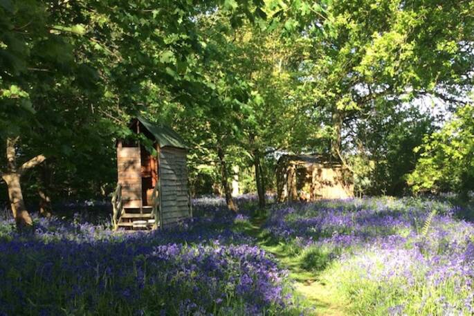 compost loo and bluebells