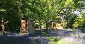 compost loo and bluebells