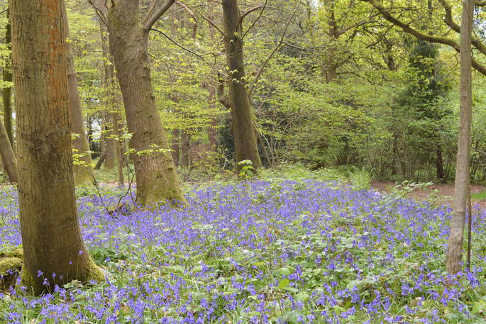 Beautiful bluebells at Adhurst in Hampshire