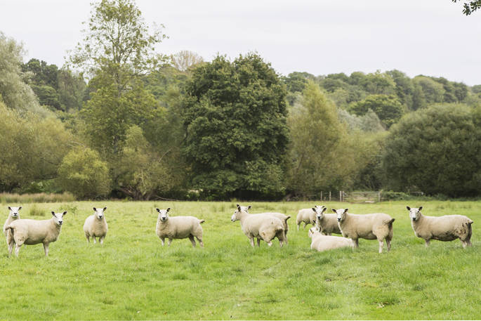 de Etchyngham geodome sheep at Robertsbridge, Sussex