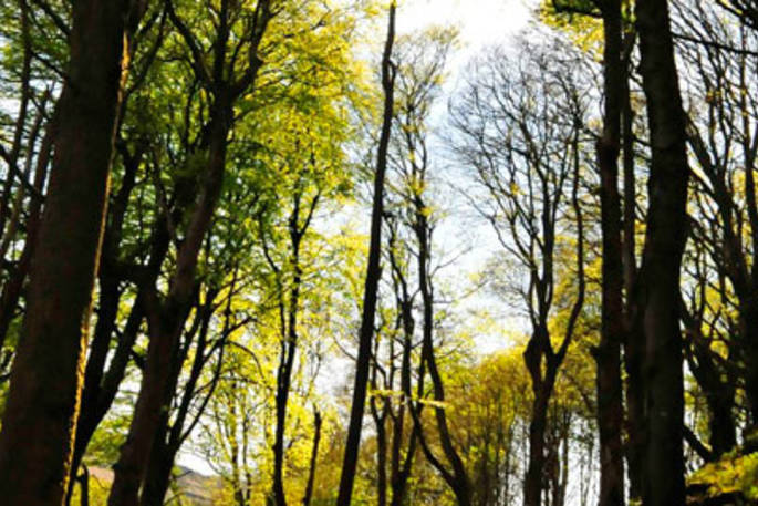 Trees near Kittiwake, Argyll and Bute