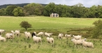 4 Bothy-and-sheep