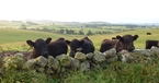8 Lovely-cows
