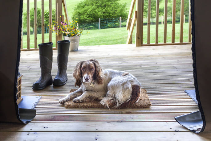 A dog on the private decking at Onnen Lodge in Angelsey, Wales