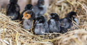 Chicks at Lower Gockett Farm Wales