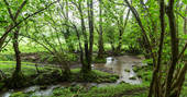 Woodland stream