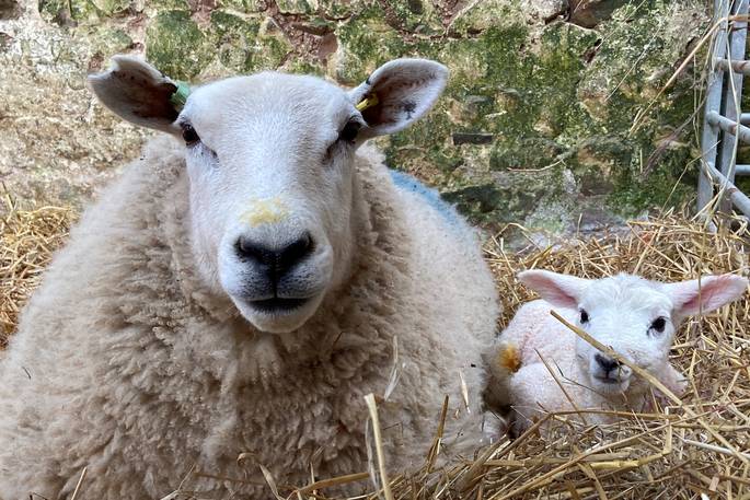 Penhein Glamping sheep and lamb, Chepstow, Monmouthshire, Wales