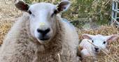 Penhein Glamping sheep and lamb, Chepstow, Monmouthshire, Wales