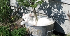 Cat in plant pot