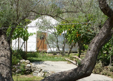 Olive Tree Yurt