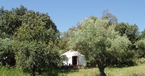 Afghani, The Hoopoe Yurt Hotel, Andalucia, Spain