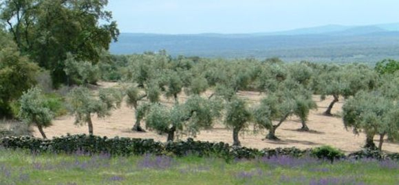Habiba, Campo del Moro, Spain