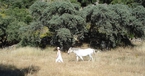 Habiba, Campo del Moro, Spain