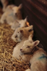 Lambs at Brockloch Farm