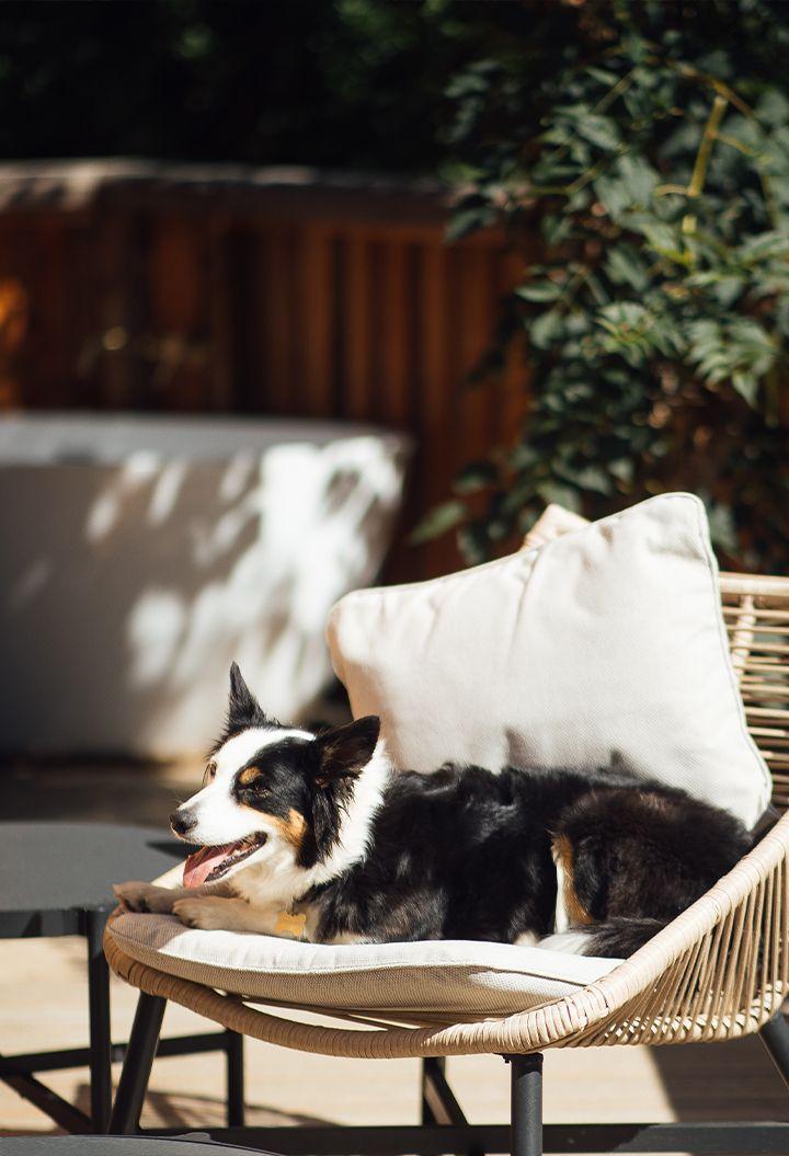 Dog sitting on an outdoor chair in the sun 