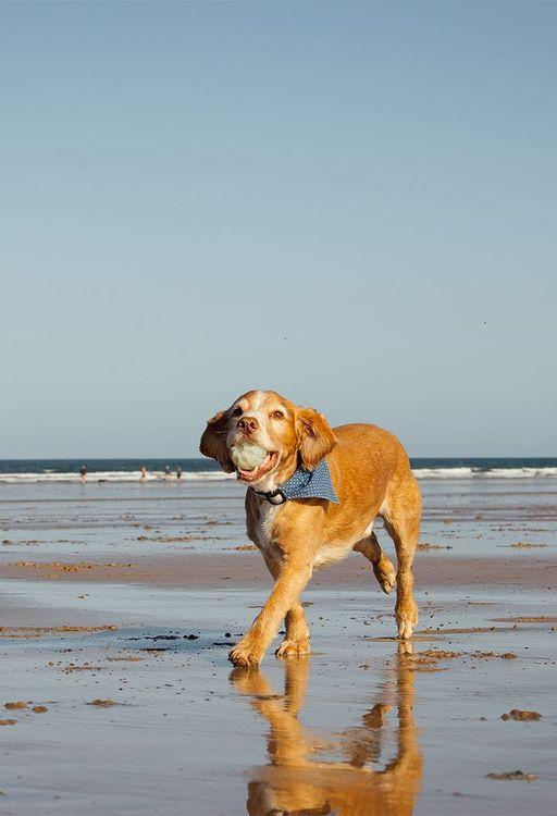 A dog walking on the beach with a ball