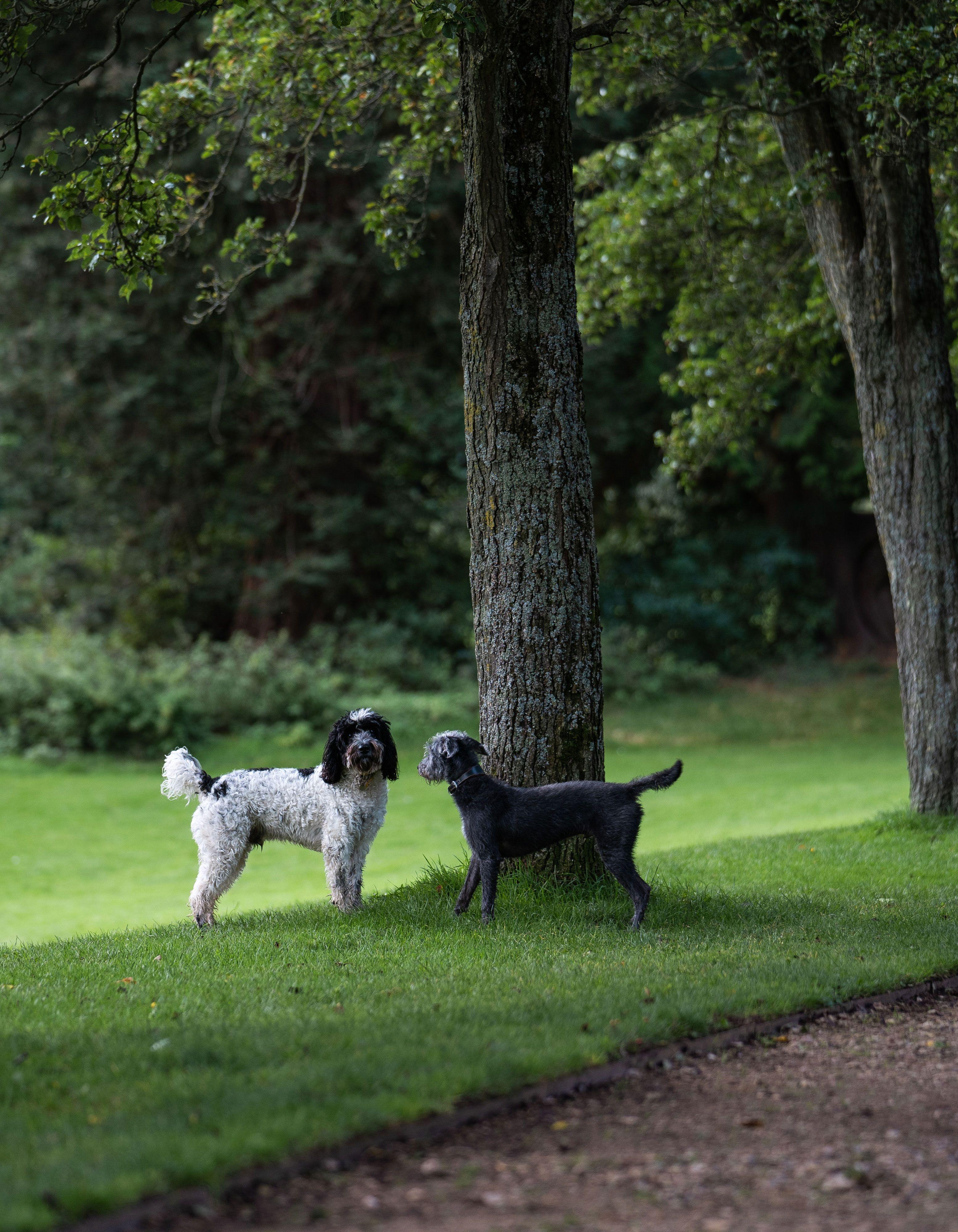Two dogs playing in woodland 