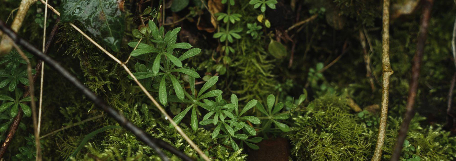 Cleavers growing on a woodland floor