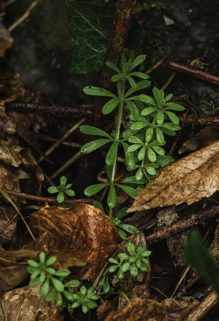 Cleavers growing from a woodland floor, with wet fallen leaves