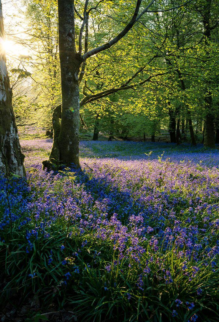 A woodland with bluebells