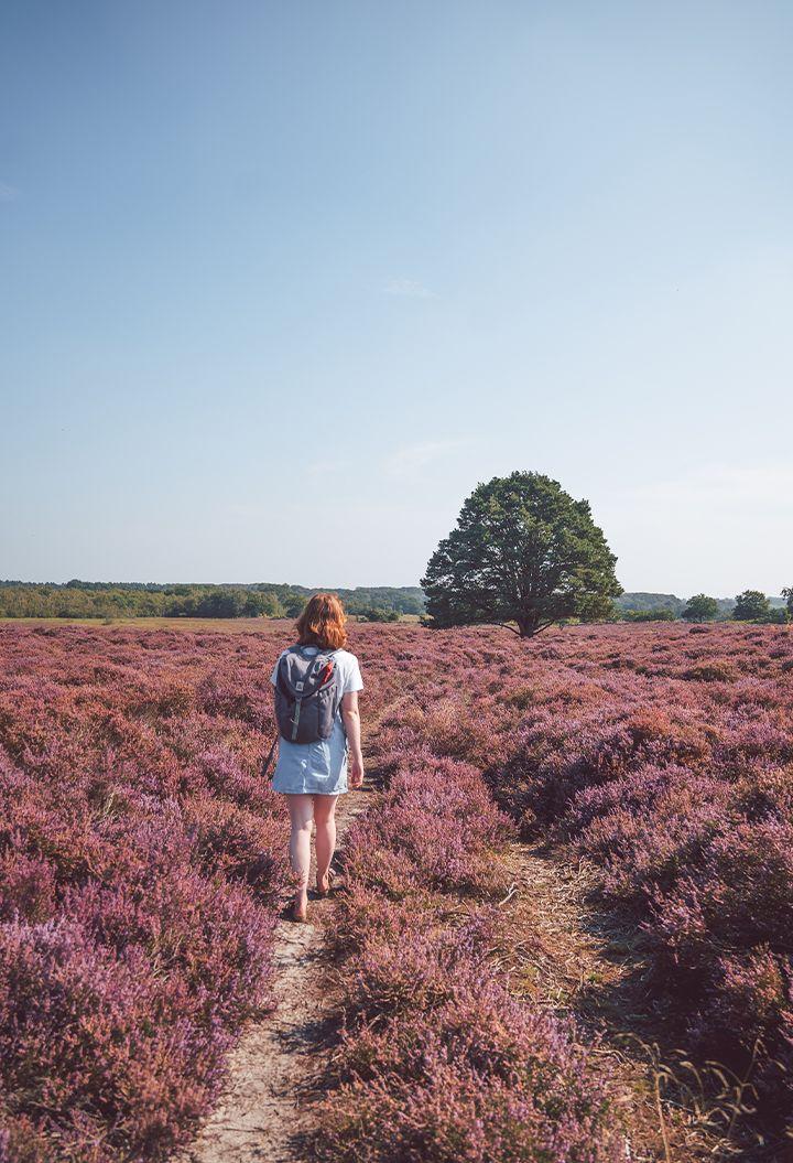 A person walking in a field of purple flowers 