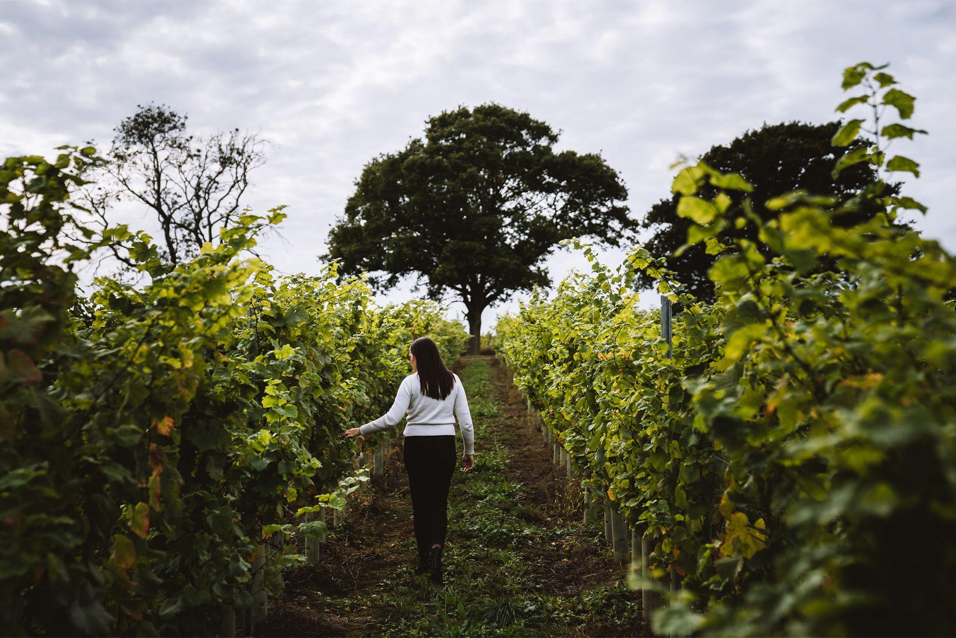 Woman walking in vine farmland 