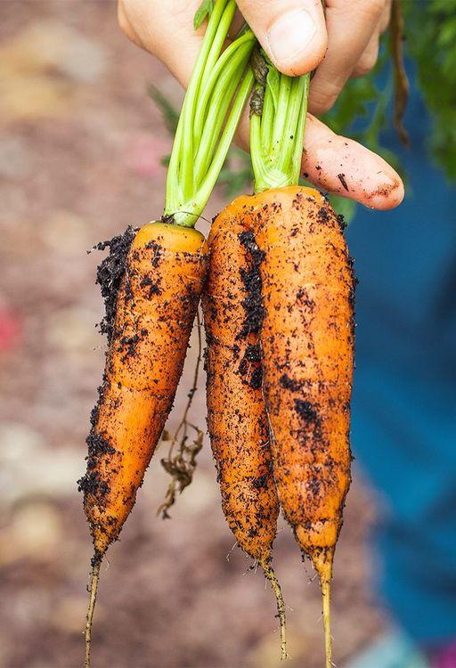 Glamping places for your homegrown veg era