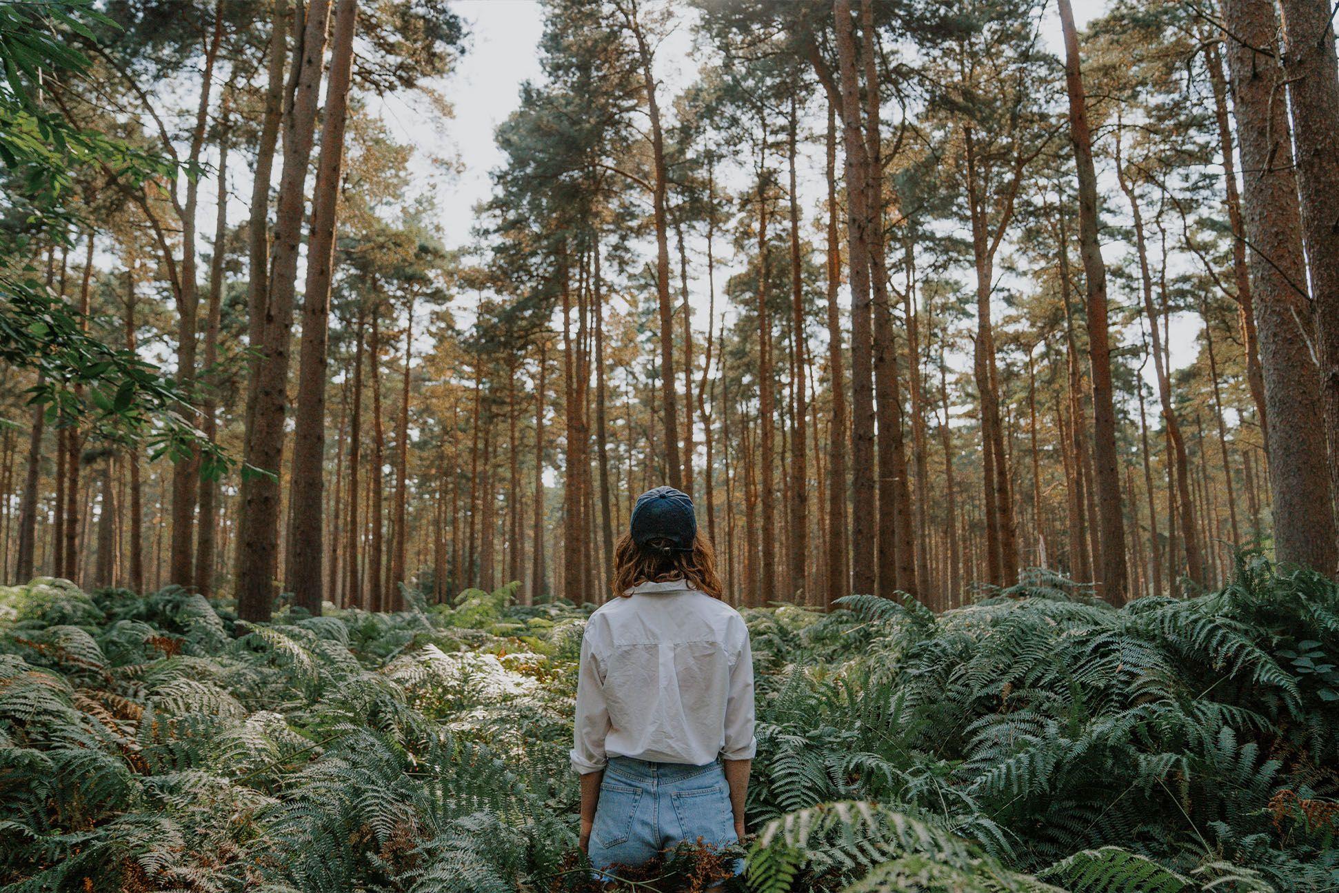 Person standing in forest with tall trees 