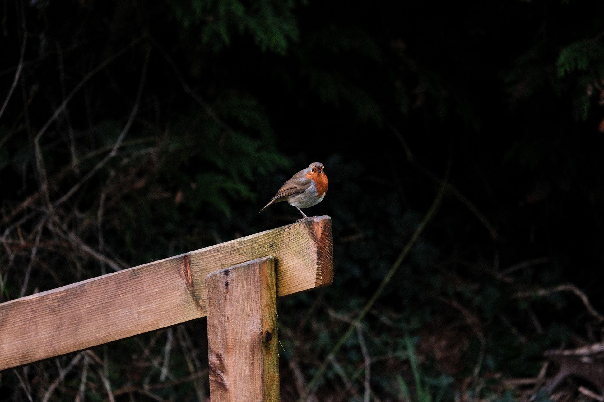 Robin sitting on a fence 