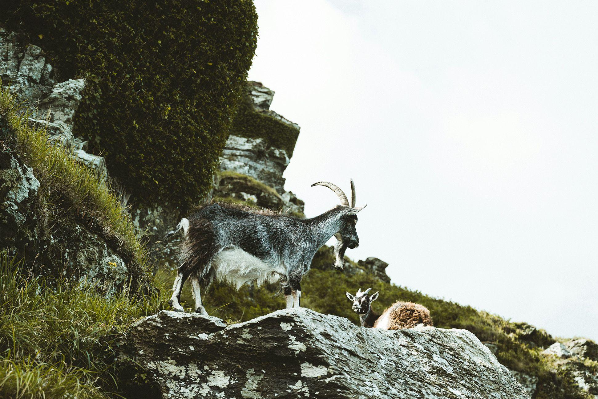 Goat in Exmoor National Park 