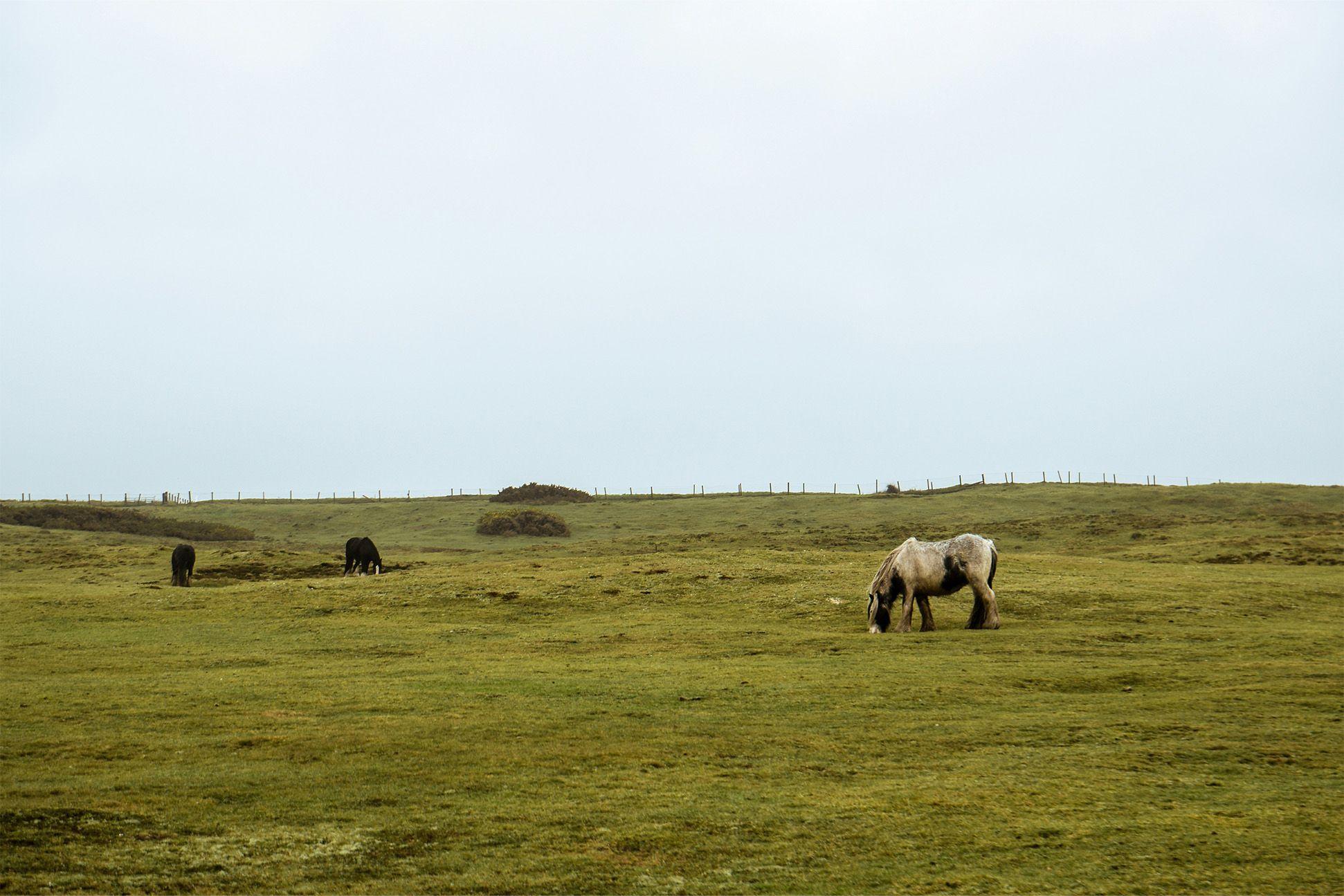 Field in Devon with pony