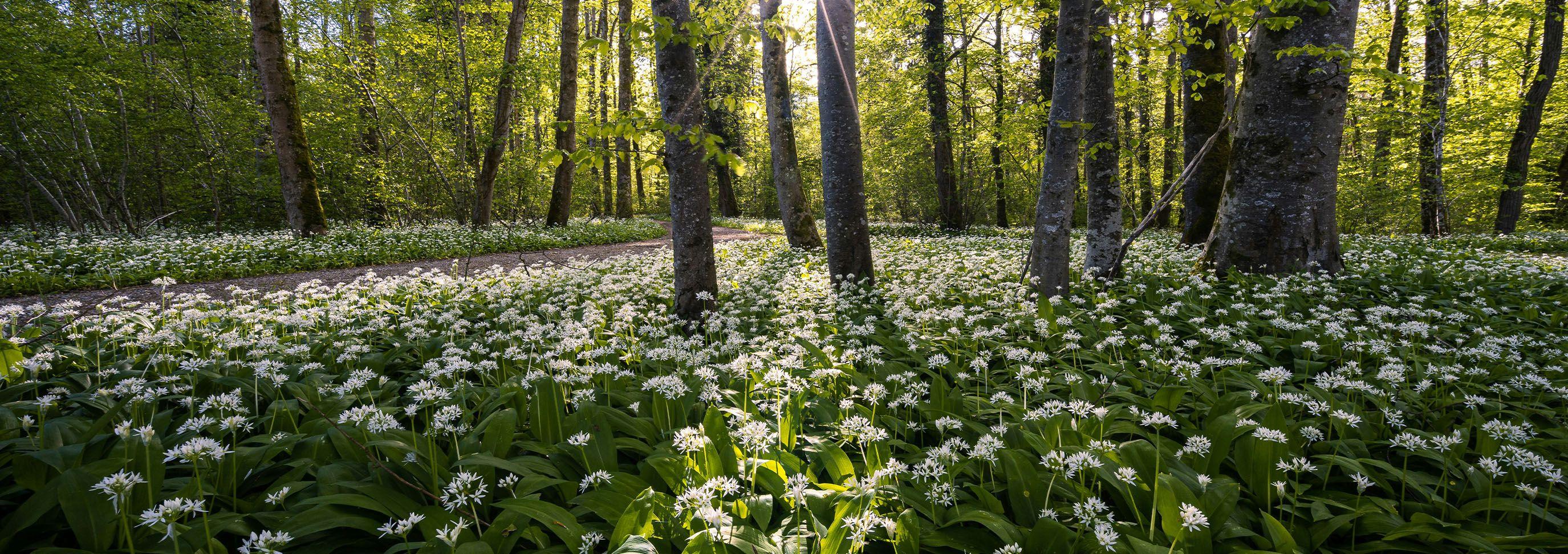 How to forage wild garlic mobile