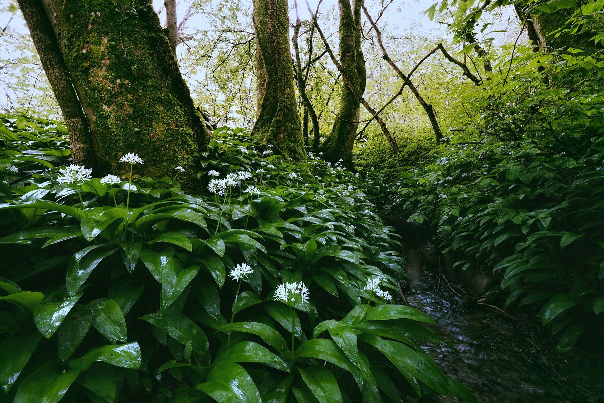 How to forage wild garlic mobile