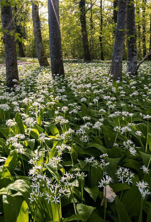 How to forage wild garlic mobile