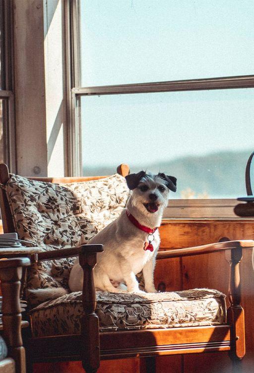 Five dog friendly cabins where dogs are REALLY welcomed