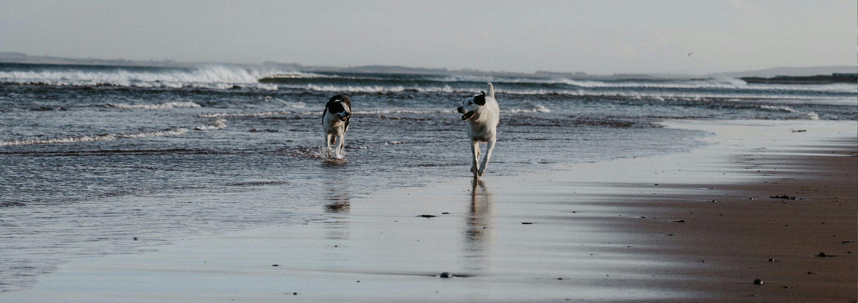 Dog-freindly beaches in Cornwall 