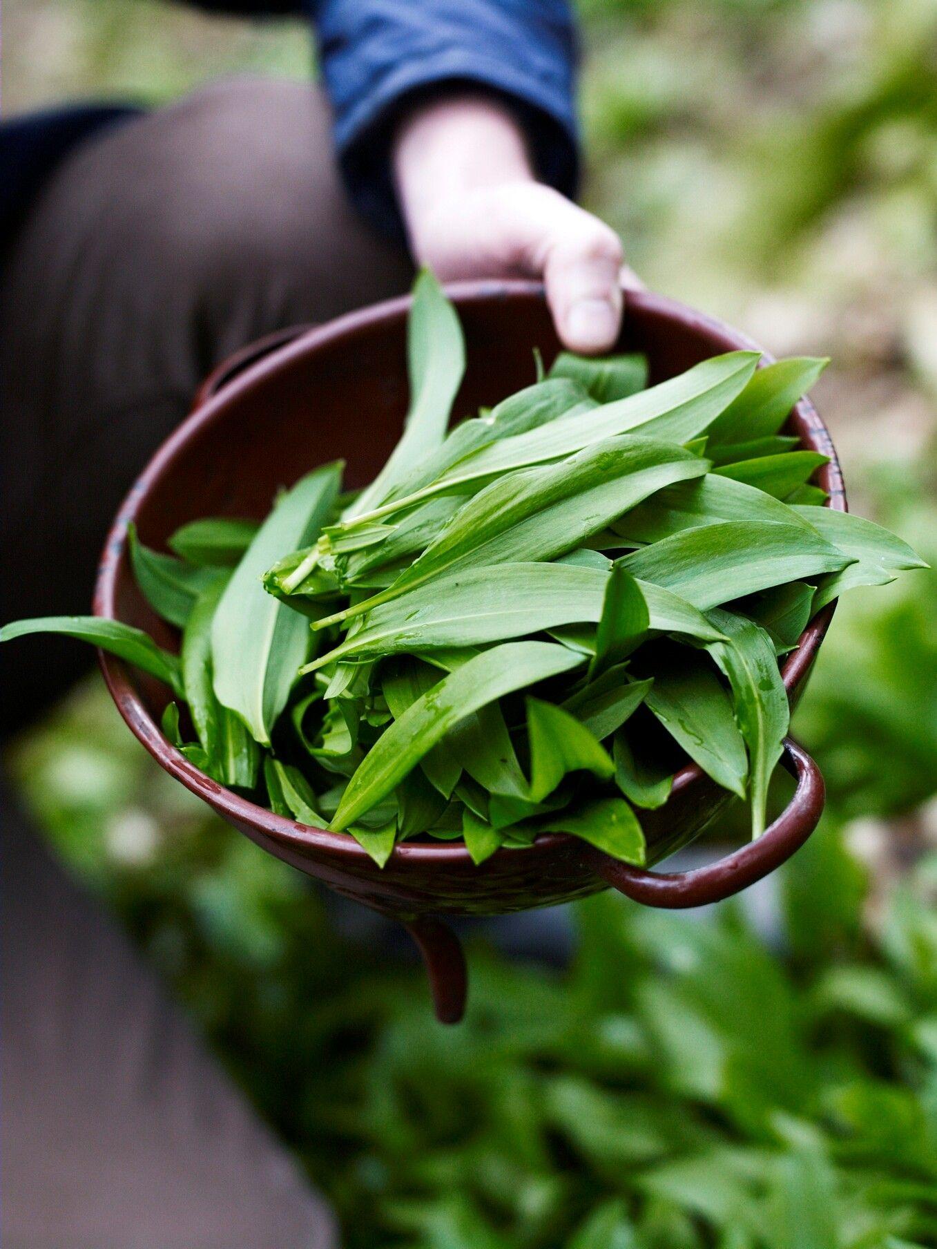 Chef shows us wild garlic in bowl