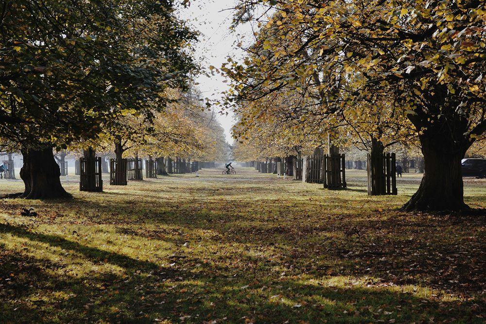 Tree lined corridor in Bushy Park