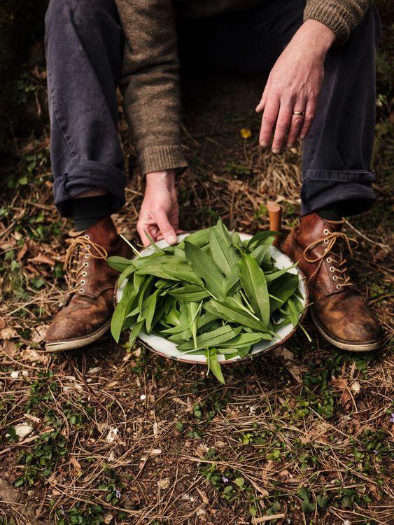 Wild garlic in hands