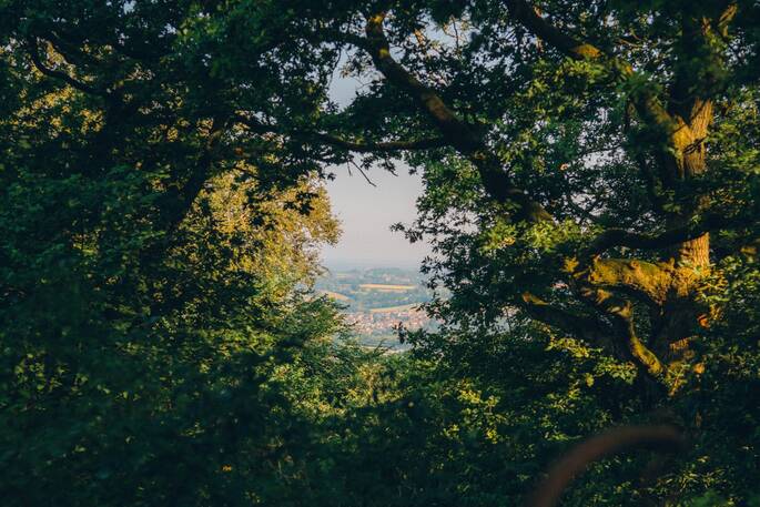 17 - View from within the trees