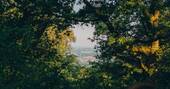 17 - View from within the trees