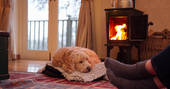 The Workshop cabin - dog by the woodburner, Beechwood Cottages, Bath & N.E. Somerset - Owen Howells Photography