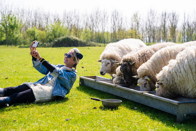 Sheep herding