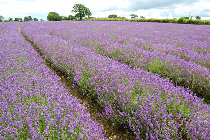 Lavender field close to The Lodge at the Old Mill, Bath & N.E Somerset