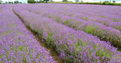 Lavender field close to The Lodge at the Old Mill, Bath & N.E Somerset