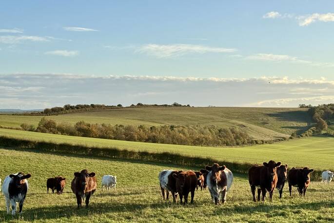 Cow field