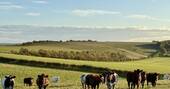 Cow field